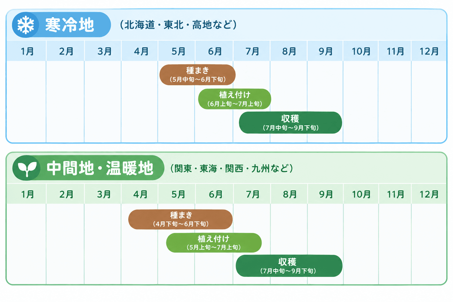 モロヘイヤの栽培カレンダー