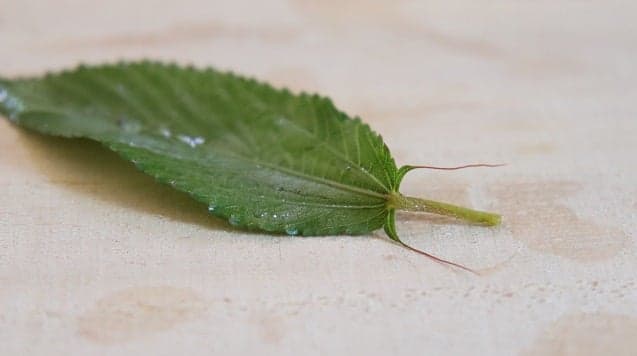 托葉